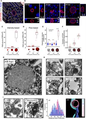 Association of Plasmodium berghei With the Apical Domain of Hepatocytes Is Necessary for the Parasite's Liver Stage Development